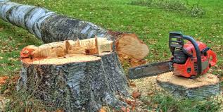 Best Fruit Tree Pruning  in Lockland, OH