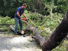Best Tree Trimming and Pruning  in Lockland, OH