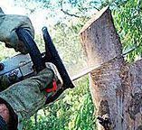 Best Fruit Tree Pruning  in Lockland, OH