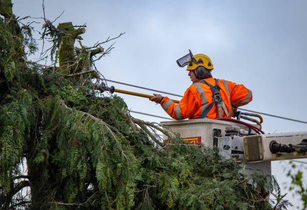 How Our Tree Care Process Works  in  Lockland, OH