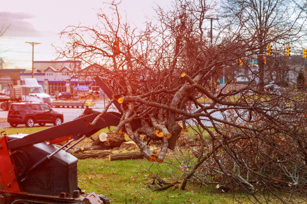 Best Tree and Shrub Care  in Lockland, OH