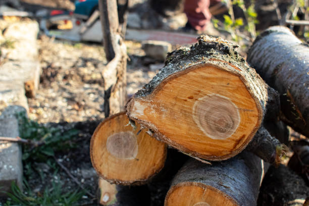 Best Emergency Tree Removal  in Lockland, OH
