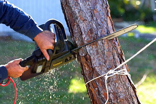 Best Utility Line Clearance  in Lockland, OH