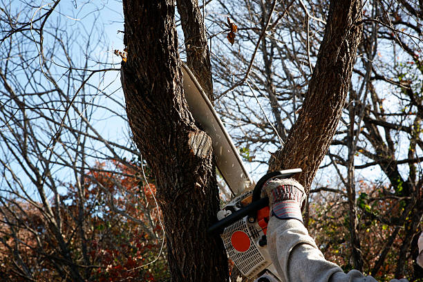 Best Tree Mulching  in Lockland, OH