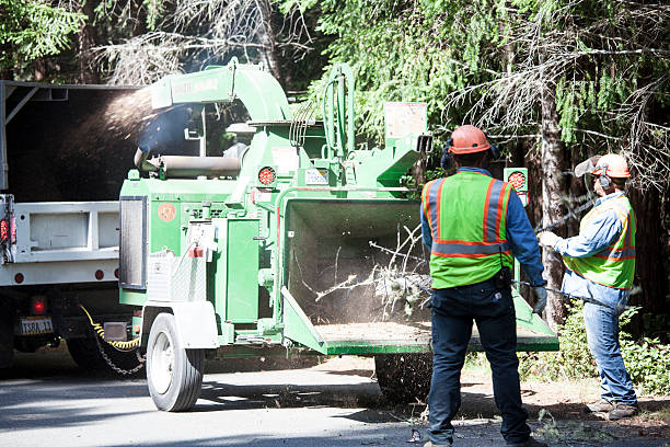 Best Root Management and Removal  in Lockland, OH