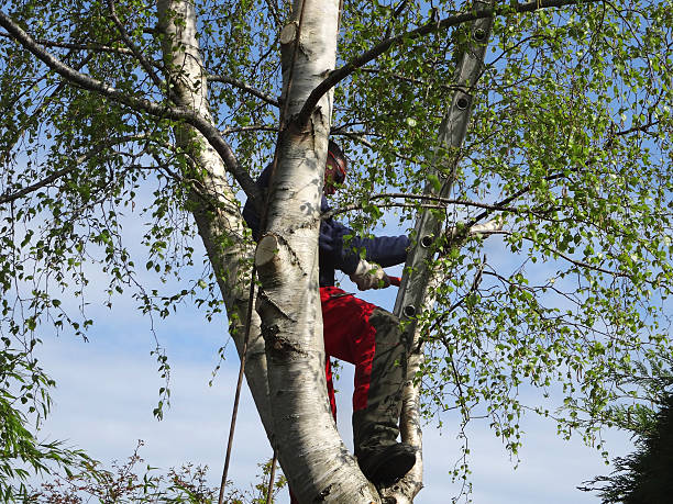 Seasonal Cleanup (Spring/Fall) in Lockland, OH