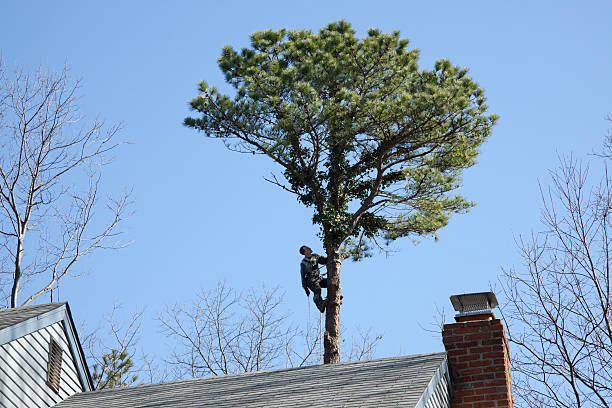 Best Tree Removal  in Lockland, OH